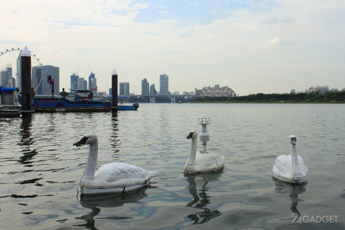 В водохранилищах Сингапура поселились роботы-лебеди (9 фото + видео)