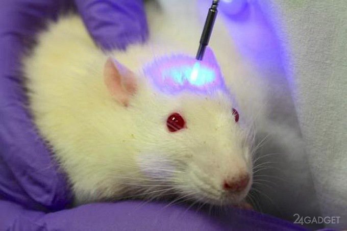 Стартап Neuralink Илона Маска уже готов проводить тесты на животных?