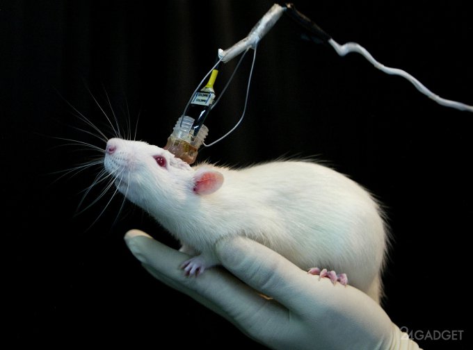 В голове мышки вырастили миниатюрный мозг человека