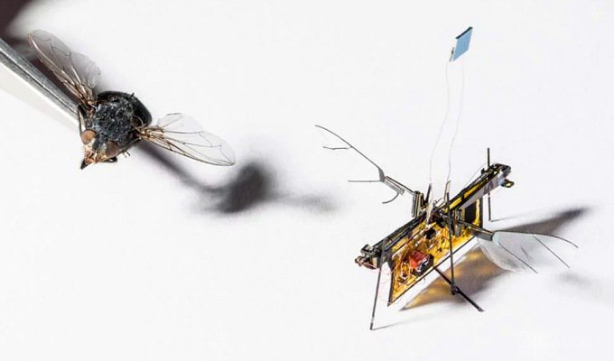 Робота-муху научили заряжаться от лазерного луча (4 фото + видео)