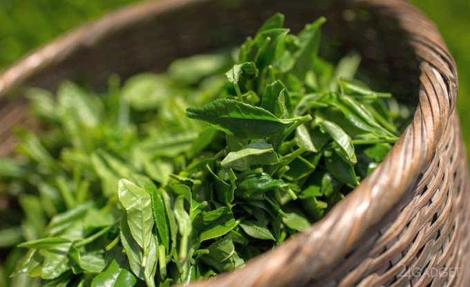 Наночастицы из чайных листьев эффективны в борьбе с раком