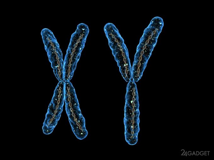 Вмешательство в ДНК превратило самца мыши в самку (3 фото)
