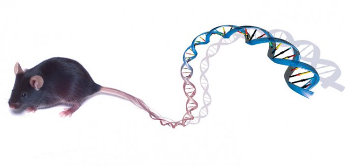Вмешательство в ДНК превратило самца мыши в самку (3 фото)