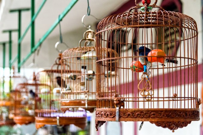 AI recognizes birds by singing (2 photos)