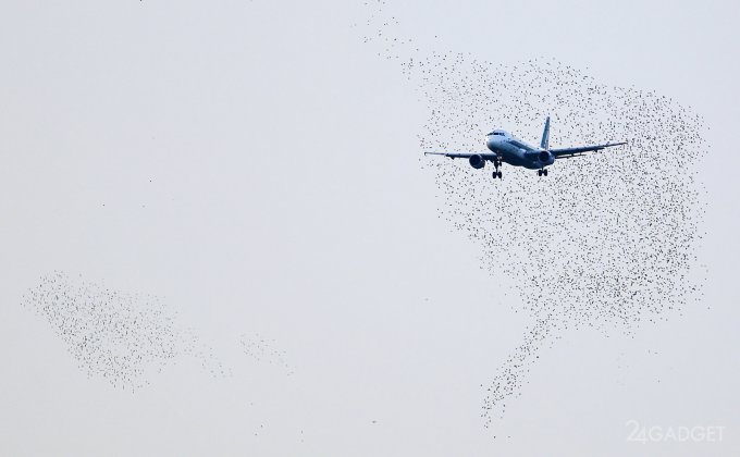 Ученые придумали, как обезопасить аэропорты от птиц (2 фото)