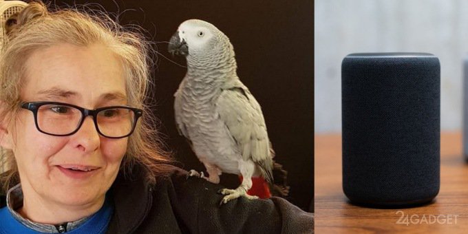 Проблемный попугай заказывает продукты с помощью Amazon Echo (3 фото + видео)