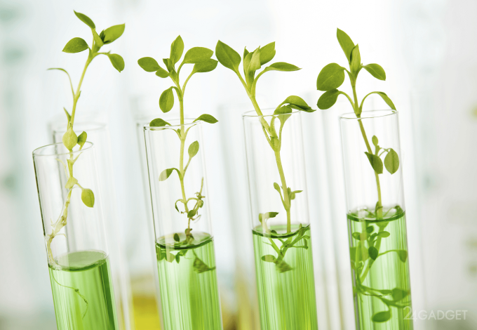 ГМО-растение очистит домашний воздух от вредных примесей (3 фото)