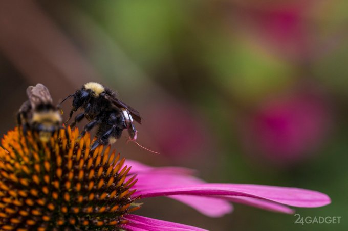 Пчелы американских фермеров превратились в крошечных дронов (6 фото + видео)
