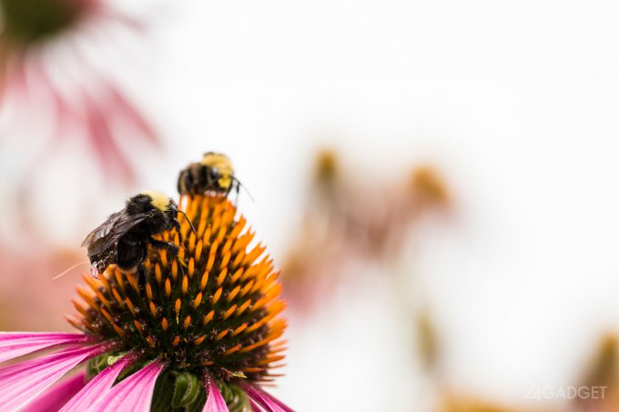 Пчелы американских фермеров превратились в крошечных дронов (6 фото + видео)