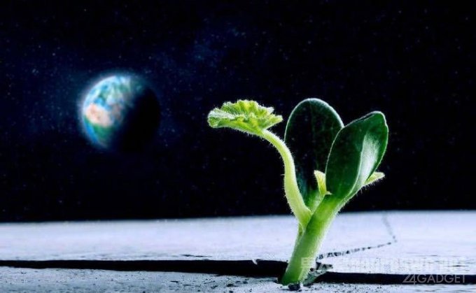 На Луне взошло первое земное растение (2 фото)