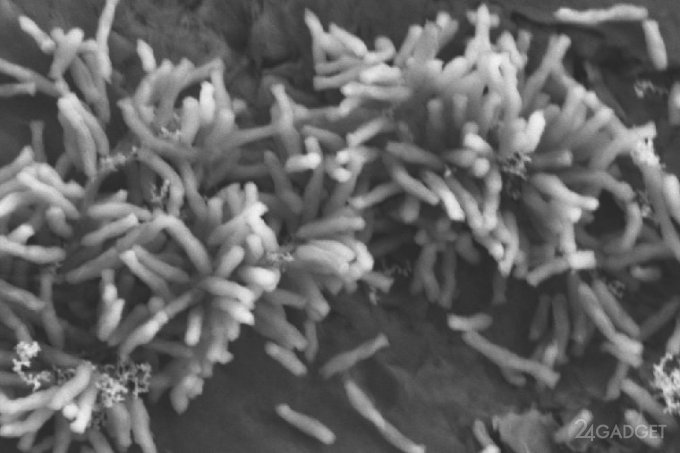Учёными обнаружены бактерии, поедающие электричество