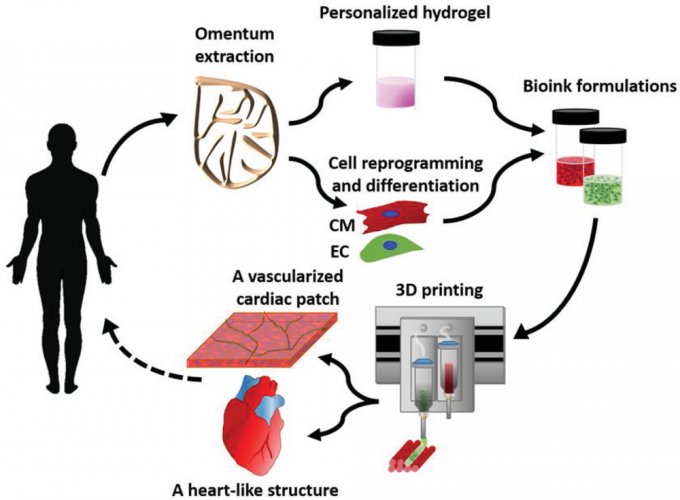 Напечатано первое в мире 3D-сердце из клеток человека (9 фото + видео)
