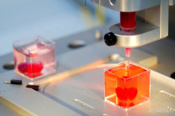 Напечатано первое в мире 3D-сердце из клеток человека (9 фото + видео)
