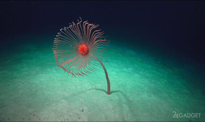 Самый длинный живой организм на Земле обнаружен в Индийском океане (3 фото + видео)