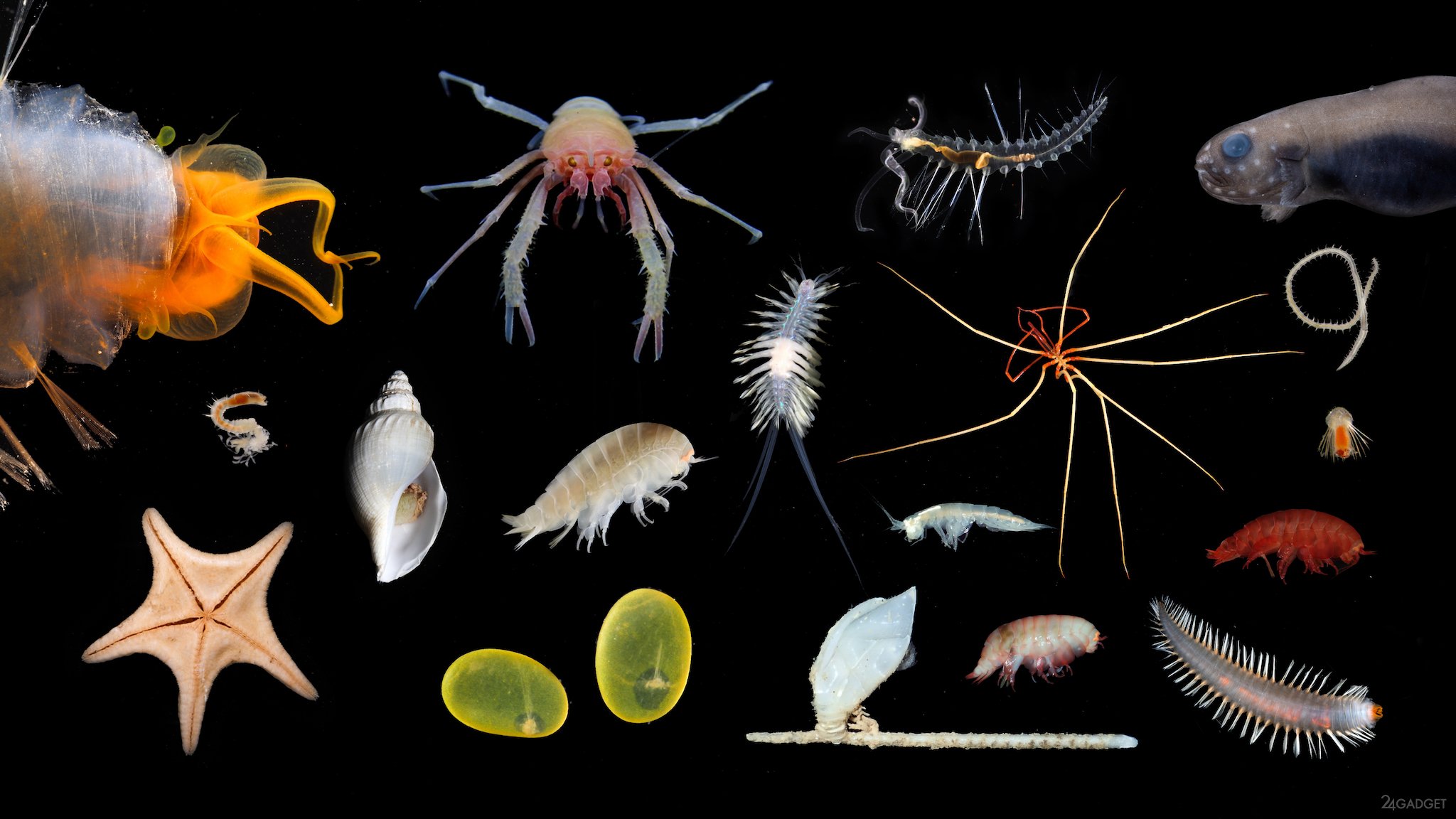 Живые обитатели океана. Обитатели морских глубин. Обитатели глубин океана. Беспозвоночные морские животные. Морские гидробионты.