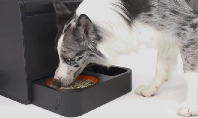 Kibus автоматически приготовит свежий здоровый завтрак для собак (2 фото + видео)