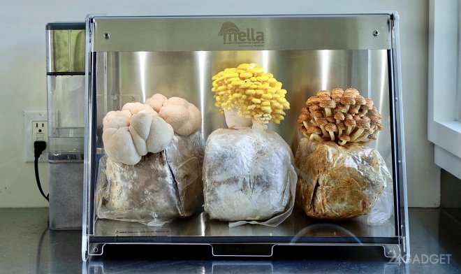 Умная биокамера Mella для домашнего выращивания грибов (2 фото + видео)