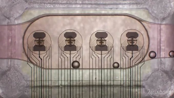 Запущен первый в мире биопроцессор из 16 органоидов мозга с удалённым доступом