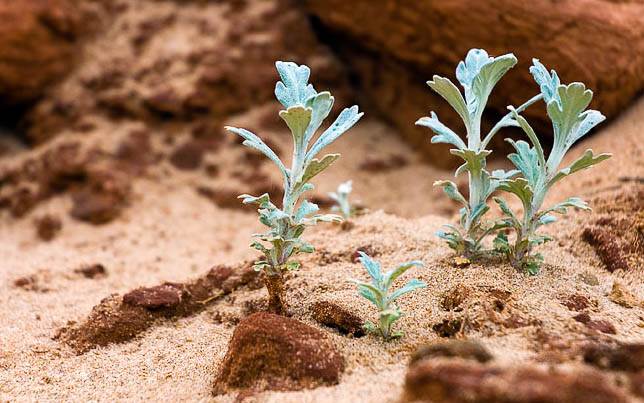 В марсианской пыли удалось вырастить съедобные растения (2 фото)