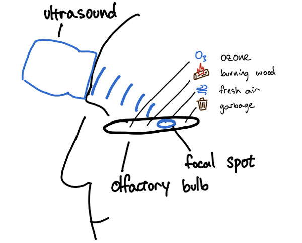 Учёные научились транслировать запахи прямо в мозг с помощью ультразвука